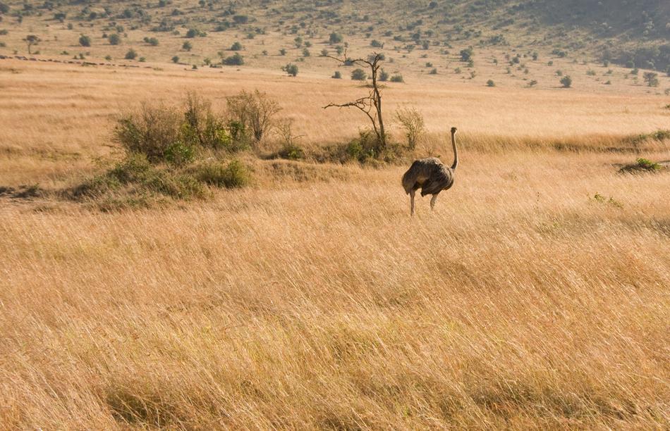 2 Days Tanzania Camping Safari